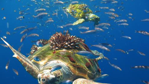 Aunque su acción inicial se centra en el Mediterráneo, LIFE OASIS está diseñado para ser replicado en otras regiones del mundo / Alnitak-Fayos.