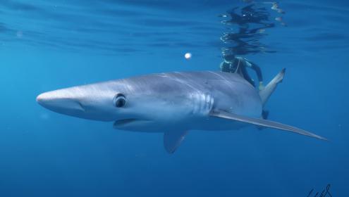 Los resultados de la investigación podrían tener implicaciones directas para la conservación marina en el Mediterráneo / Joan Giménez (IEO).