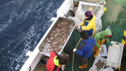 La investigació mostra un augment en la contribució relativa d'espècies d'aigües càlides i una disminució d'espècies d'aigües fredes / Marta Coll (ICM-CSIC).