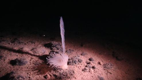 El sustrato duro que proporcionan los nódulos es esencial para el crecimiento de muchas especies de invertebrados en los fondos abisales. En la foto, una anémona y una esponja vítrea de especies que solo viven en nódulos / Project SMARTEX (NERC).