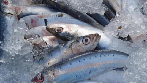 Study results underline the need for more adaptive fisheries management / Pixabay.