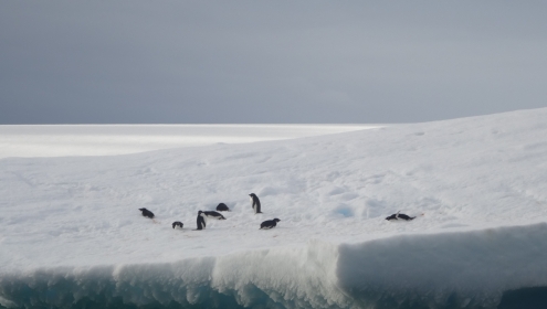 S'espera que els pingüins hagin d’afrontar una intensitat, durada i freqüència encara més grans d’esdeveniments extrems en les pròximes dècades / Ana Sotomayor (UTM-CSIC).
