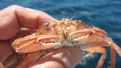Studying marine crab genetic diversity in the Atlantic and Mediterranean ocean barriers.