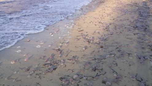 L'ICM posa en marxa un model predictiu de l'arribada de Pelagia noctiluca a les costes de Catalunya