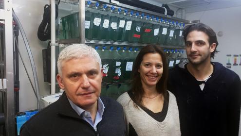 A turn of the screw in the sexual plasticity of fishes
