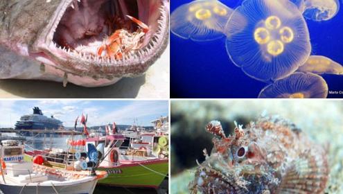 El ICM desarrolla un modelo matemático que reproduce la dinámica ecológica del mar Mediterráneo a lo largo de los años