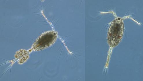 Copépodos del género Oithona. Imagen ICM-CSIC