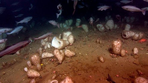 Una agregación de la esponja /Vazella pourtalesi/ en la plataforma continental profunda de Nueva Escocia (Canadá) / Instituto Oceanográfico de Bedford (Canadá).