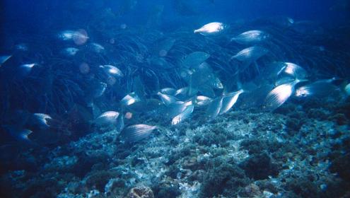 Identifican las áreas del mar Mediterráneo más amenazadas por el impacto de la actividad humana