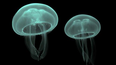 Medusa Aurelia aurita (Cnidaria) | Wikimedia, autor: Luc Viatour.
