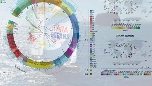 A global map of cyanobacteria defines new populations of phytoplankton