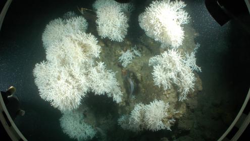 Descubiertas unas ricas comunidades de corales en el cañón submarino de Palamós