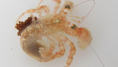 Pagurus mbizi, un cangrejo ermitaño atlántico africano, ahora ya en el Mediterráneo