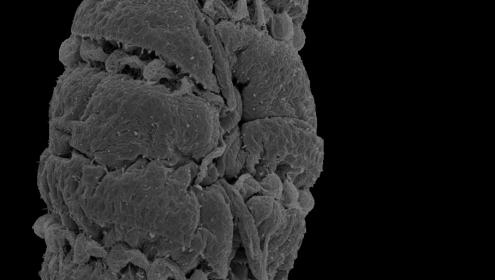 Detectada una nueva microalga en el Mediterráneo
