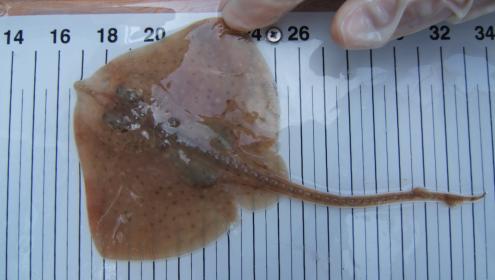 ICM research contributes to raise alert level over ray Raja asterias in the Mediterranean Sea