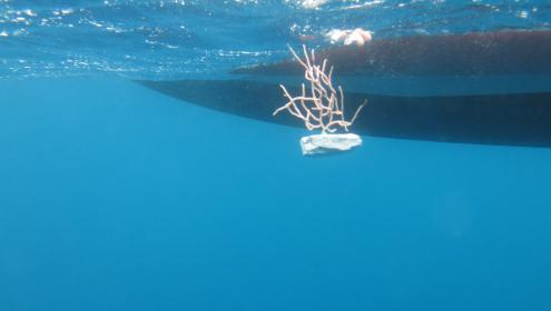 Fishermen and scientists recover 450 gorgonians in Cap de Creus thanks to ResCap project