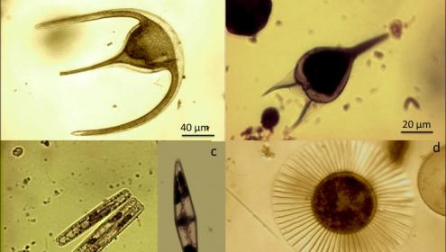 La biodiversitat dóna al fitoplancton millor capacitat d’adaptació enfront de canvis ambientals sobtats.