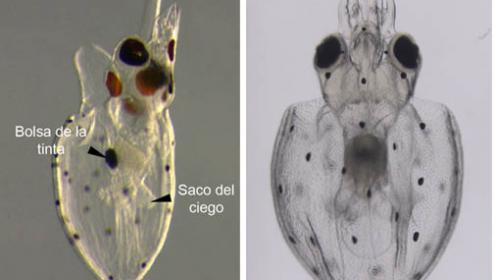 Investigadores del CSIC descubren la dieta de las potas en sus primeras fases de vida 