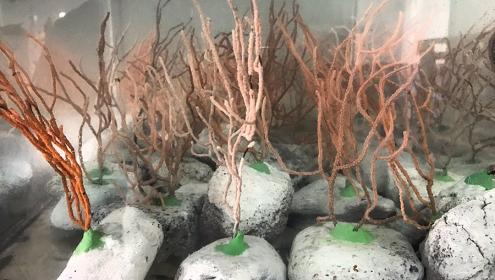 Las gorgonias recuperadas de las redes de los pescadores son preparadas en acuarios antes de ser trasplantadas. 