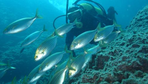 El estudio revela que la biomasa animal marina global, disminuirá en todos los escenarios de emisiones. Autor imagen: Rafel Comas, ICM-CSIC.