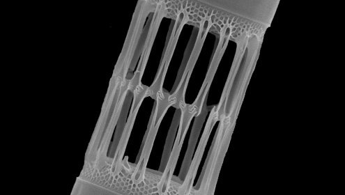 Imagen de microscopía electrónica de la diatomea Skeletonema costatum donde se puede apreciar la ornamentación de sus frústulas de silica. Foto: J.M Fortuño (ICM)
