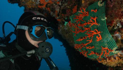 A European project to restore marine habitats and biodiversity.