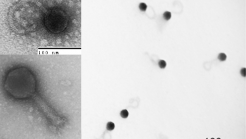 Published in Nature a new virus ocean catalogue. Scientists triple the known types of viruses in the world’s oceans.