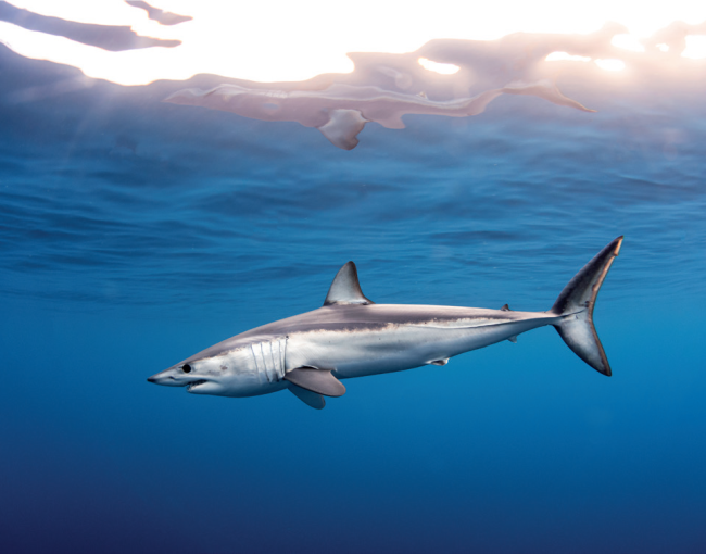 Els resultats de les darreres investigacions estan ajudant a definir àrees prioritàries de protecció / CSIC Catarata.