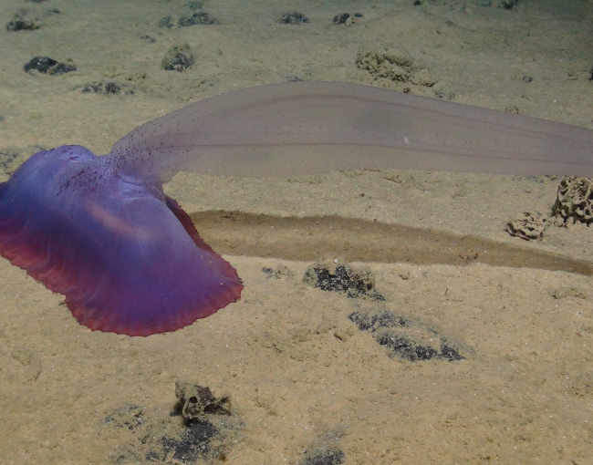 Els paisatges abissals, situats entre els 3.000 i els 6.000 metres de profunditat, ocupen més d’un 50% de la superfície de la Terra / ICM-CSIC.