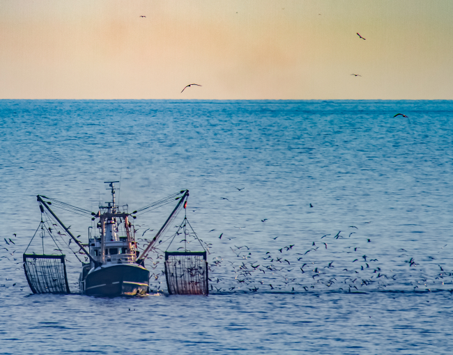 L’estudi estableix una base sòlida per comprendre els canvis que ja s’estan produint en el sector pesquer en un context de transformació constant associada al canvi climàtic / iStock.