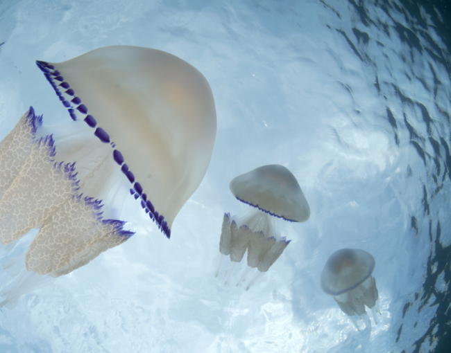 Las medusas, de especie problemática a recurso estratégico en biotecnología azul PROYECTO COLMED