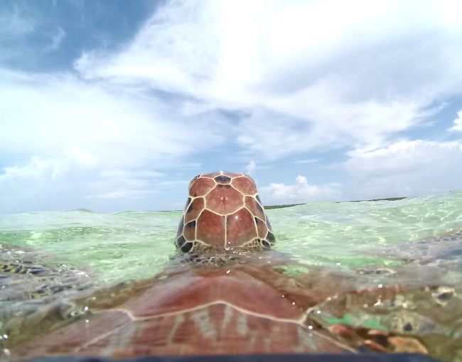 Les tortugues verdes estan catalogades com a espècie amenaçada en moltes regions / Nathan J. Robinson.