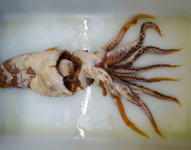 L’exemplar original en què s’ha basat la descripció actual es va extreure del contingut estomacal d’un catxalot fa ara 70 anys / Fernando Ángel Fernández-Álvarez.