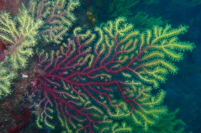 Les gorgònies són refugi natural d’altres espècies / MedRecover.