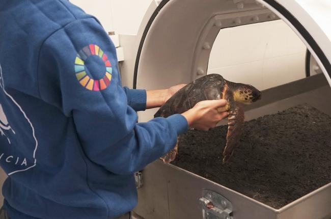 L'equip de veterinària introdueix la tortuga amb embòlia gasosa a la cambra hiperbàrica / Fundació Oceanogràfic.