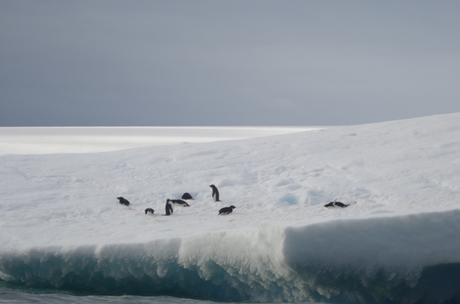 S'espera que els pingüins hagin d’afrontar una intensitat, durada i freqüència encara més grans d’esdeveniments extrems en les pròximes dècades / Ana Sotomayor (UTM-CSIC).