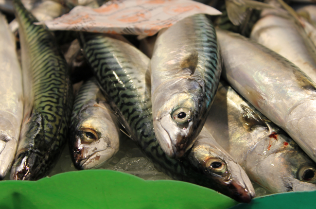 L'Omega-3 és també un excel·lent indicador de la condició o salut dels organismes marins / ICM-CSIC.