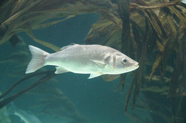 The study shows how climate change can influence the biology of marine species / Wikimedia Commons.