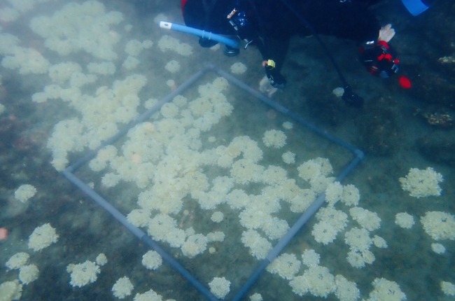  El registre d'aquesta espècie confirma que les condicions ambientals del Mediterrani occidental comencen a ser favorables per a espècies d'origen tropical / Alejandra Pérez.