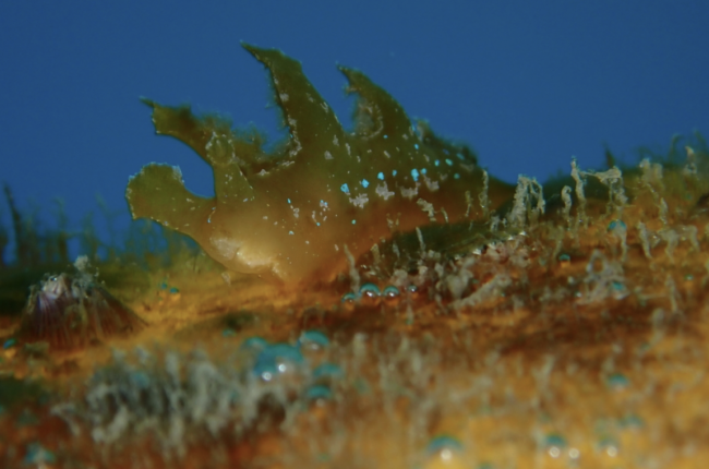 L'espècie Scyllaea pelagica és típica de mars tropicals i subtropicals com el Carib i el golf de Mèxic /© Enric Badosa.