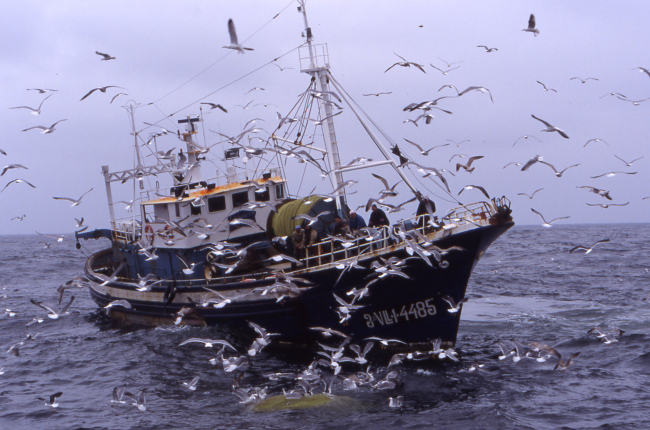 Mesures com les reduccions dels dies de pesca o la millora de la selectivitat de les xarxes comencen a donar resultats / Marta Coll.