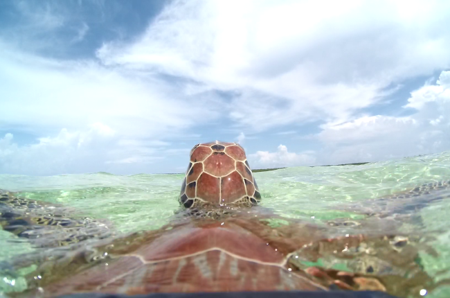 Les tortugues verdes estan catalogades com a espècie amenaçada en moltes regions / Nathan J. Robinson.
