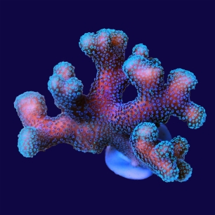 icm mar de ciencia cultura cientifica