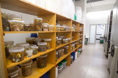 Marine Biological Reference Collections
