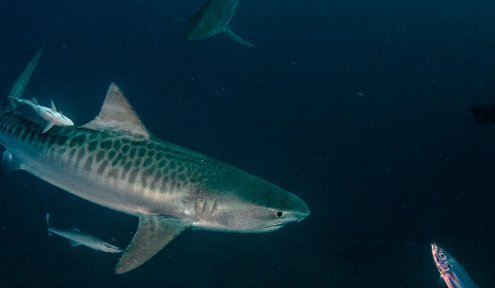Catsharks Catsharks